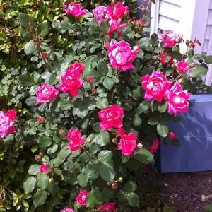 Meet your Posher, Pam